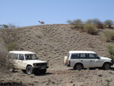 Turkana wildlife
