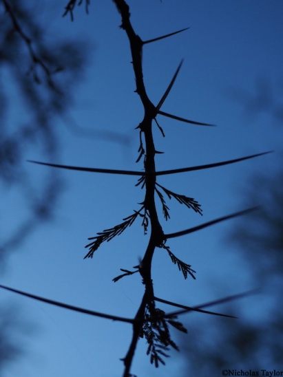 2016_Acacia thorns in silhouette