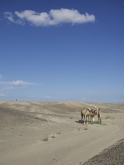 Camels on survey