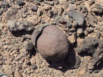Turkana heat has exfoliated this cobble like an an onion